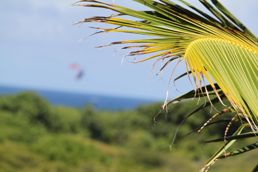 La Martinique réserve naturelle mondiale de biosphère